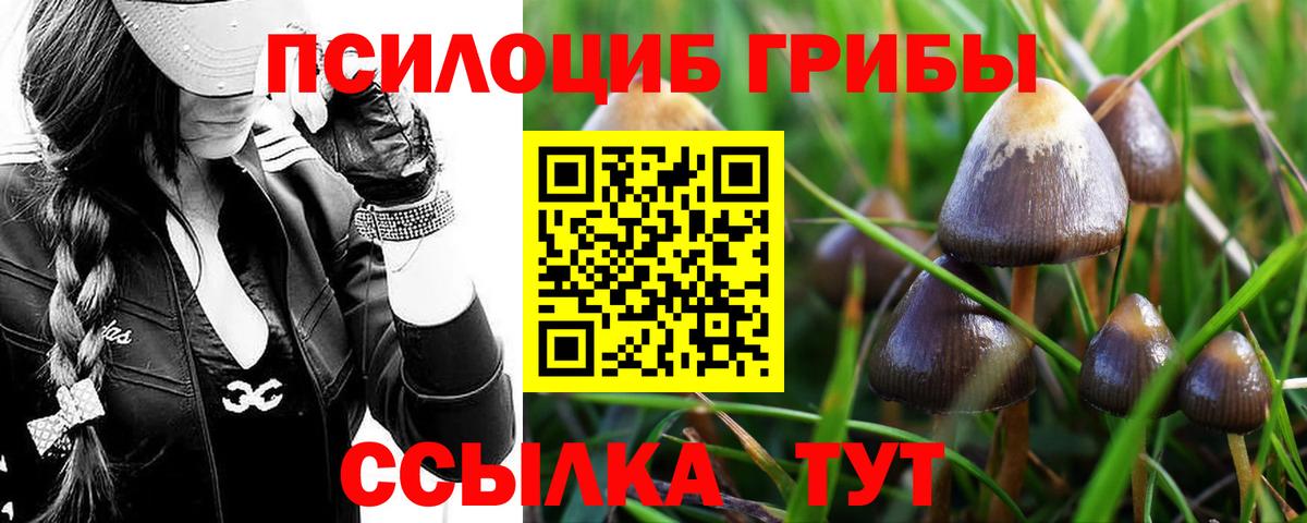 Псилоцибиновые грибы Magic Shrooms  наркота  Вязьма  Вход с VPN  Псилоцибиновые грибы Psilocybe 